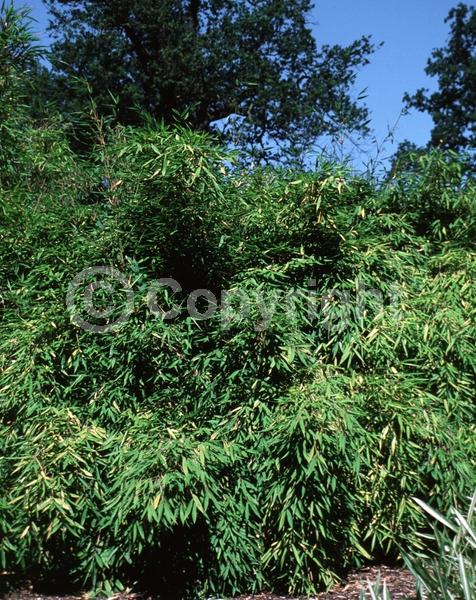 Unknown blooms; Evergreen