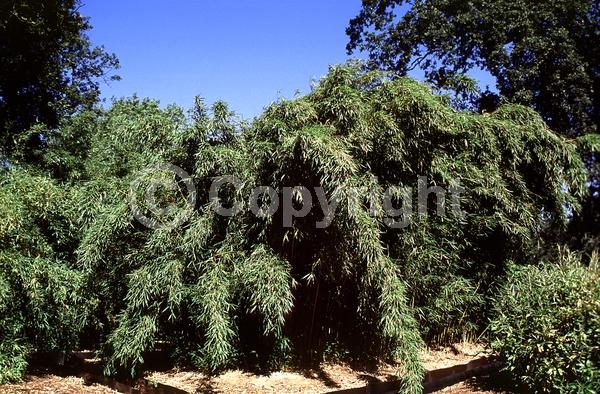 Evergreen; Broadleaf