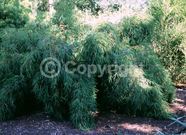 Unknown blooms; Evergreen