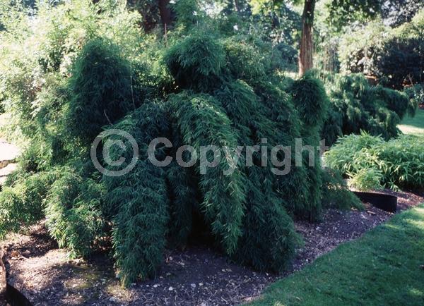 Pink blooms; Lavender blooms; Evergreen