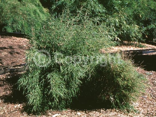 Unknown blooms; Evergreen