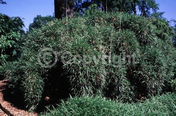 Unknown blooms; Evergreen