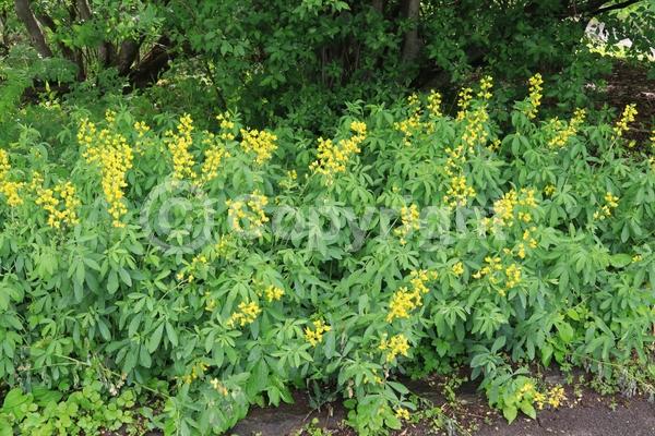 Yellow blooms; North American Native