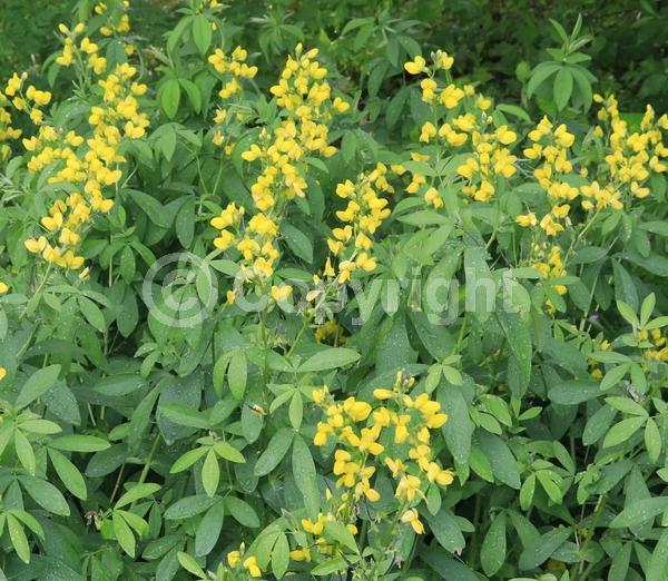 Yellow blooms; North American Native