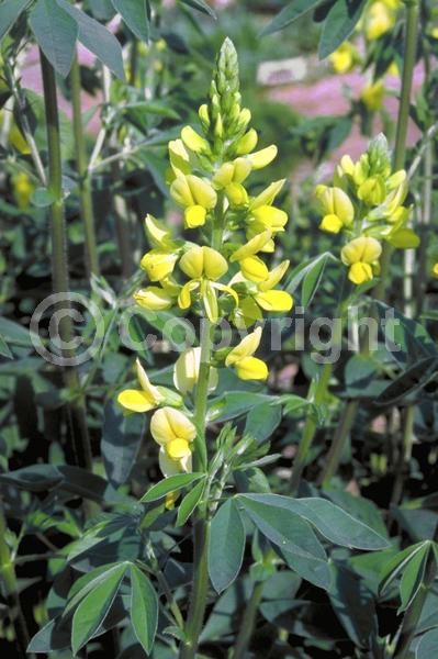Yellow blooms; Deciduous; North American Native