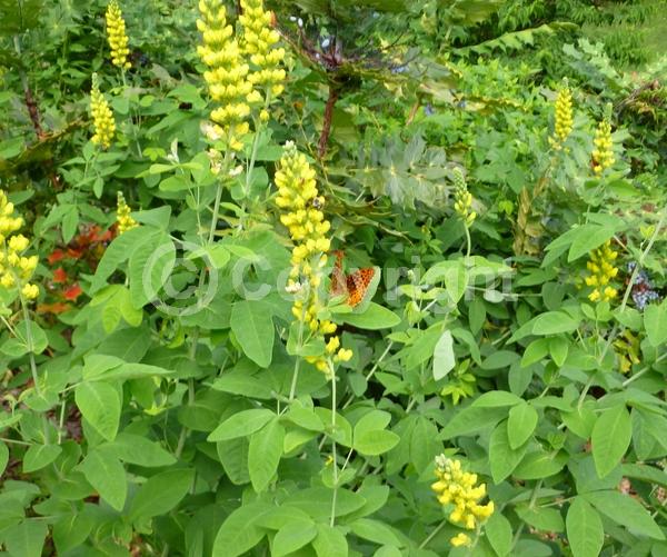 Yellow blooms; Deciduous; North American Native