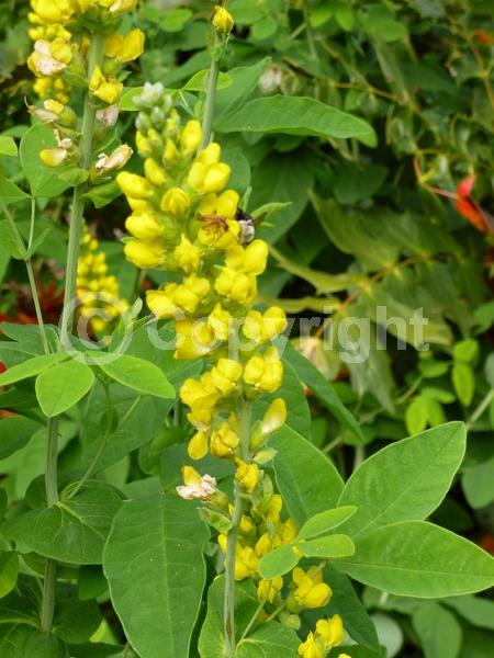Yellow blooms; Deciduous; North American Native