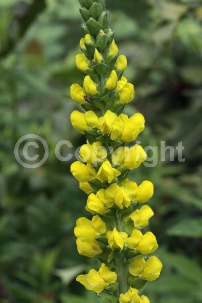 Yellow blooms; Deciduous; North American Native