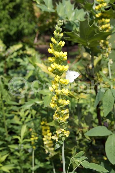 Yellow blooms; Deciduous; North American Native