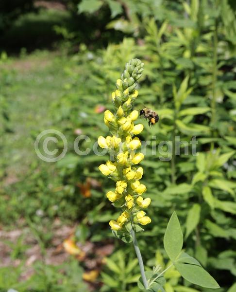Yellow blooms; Deciduous; North American Native