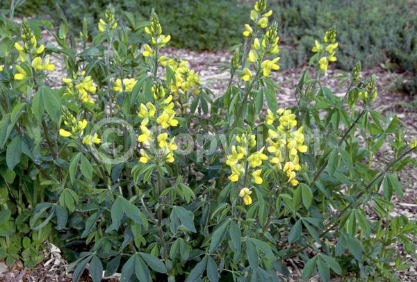 Yellow blooms; Deciduous; North American Native