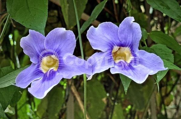 Blue blooms; Lavender blooms; Evergreen