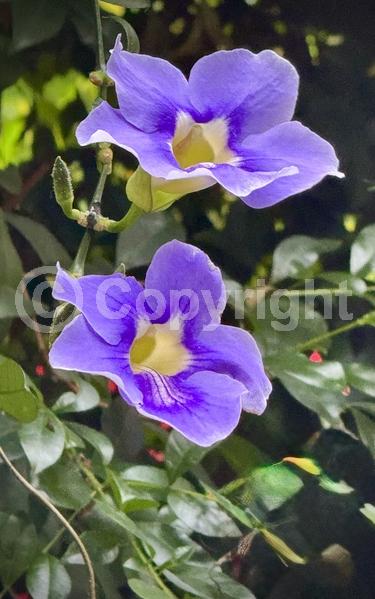 Blue blooms; Lavender blooms; Evergreen