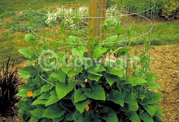Orange blooms; Yellow blooms; White blooms; Evergreen