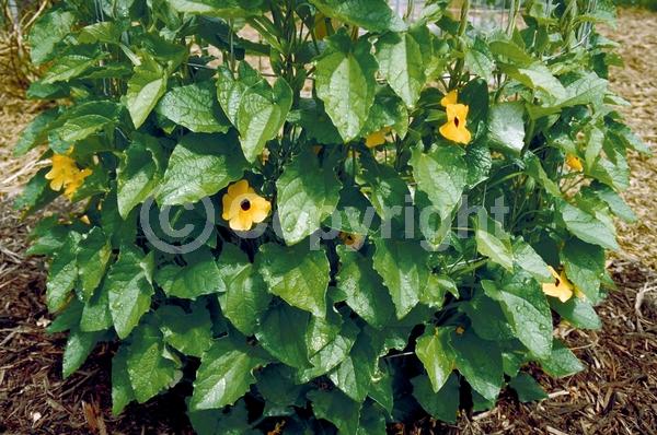 Orange blooms; Yellow blooms; White blooms; Evergreen