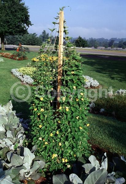 Orange blooms; Yellow blooms; White blooms; Evergreen