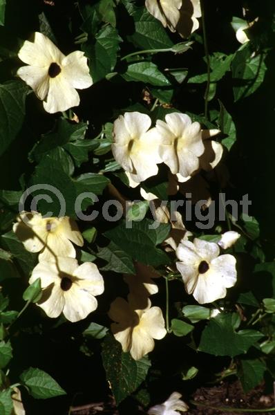 Orange blooms; Yellow blooms; White blooms; Evergreen