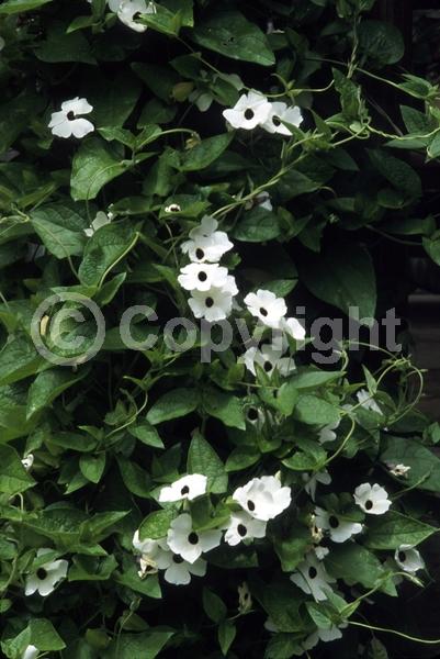 Orange blooms; Yellow blooms; White blooms; Evergreen