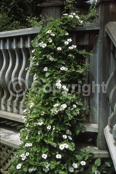 Orange blooms; Yellow blooms; White blooms; Evergreen