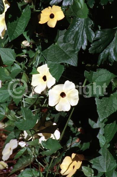 Orange blooms; Yellow blooms; White blooms; Evergreen