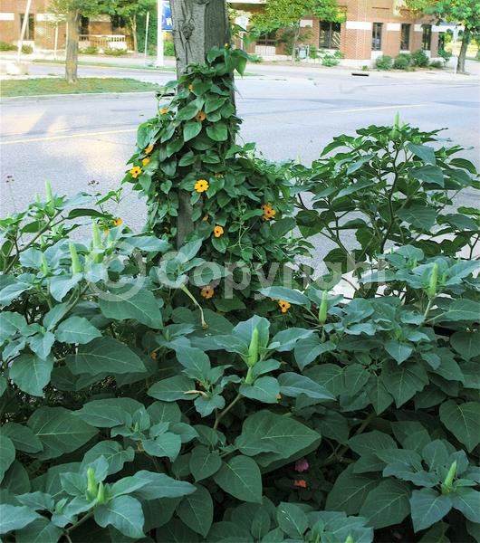Orange blooms; Yellow blooms; White blooms; Evergreen