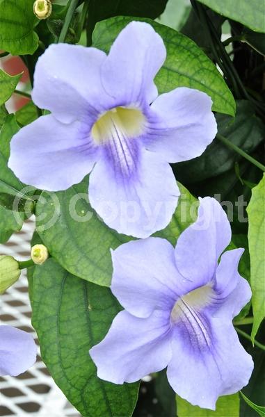 Blue blooms; Lavender blooms; Evergreen