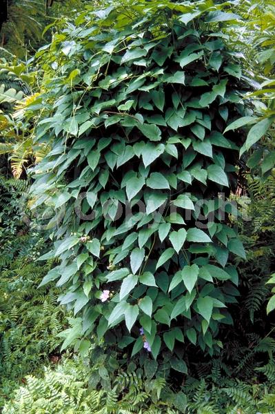 Blue blooms; Lavender blooms; Evergreen