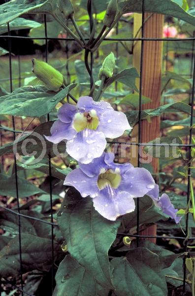 Blue blooms; Lavender blooms; Evergreen