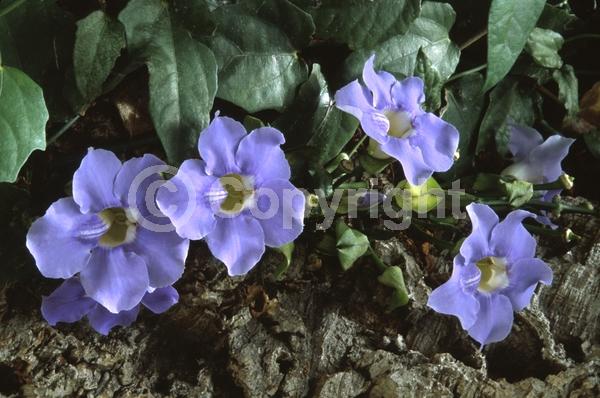 Blue blooms; Lavender blooms; Evergreen