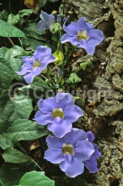 Blue blooms; Lavender blooms; Evergreen