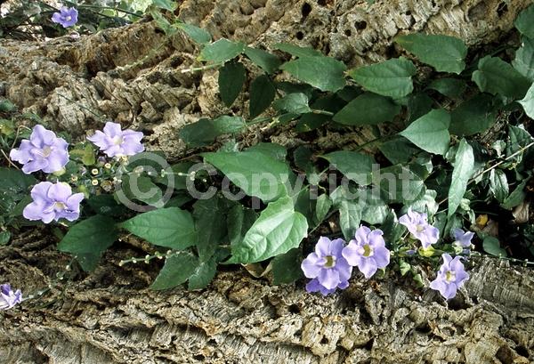 Blue blooms; Lavender blooms; Evergreen