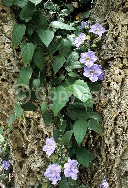 Blue blooms; Lavender blooms; Evergreen