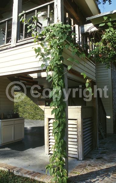 Blue blooms; Lavender blooms; Evergreen