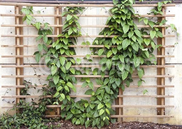 Blue blooms; Lavender blooms; Evergreen