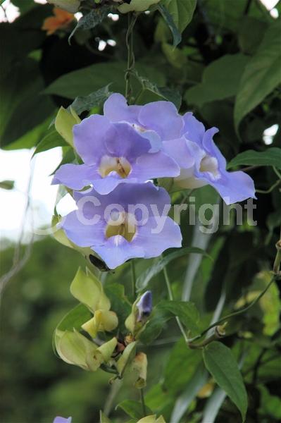 Blue blooms; Lavender blooms; Evergreen