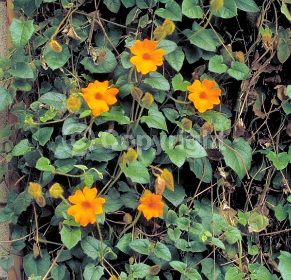 Orange blooms; Evergreen; Needles or needle-like leaf