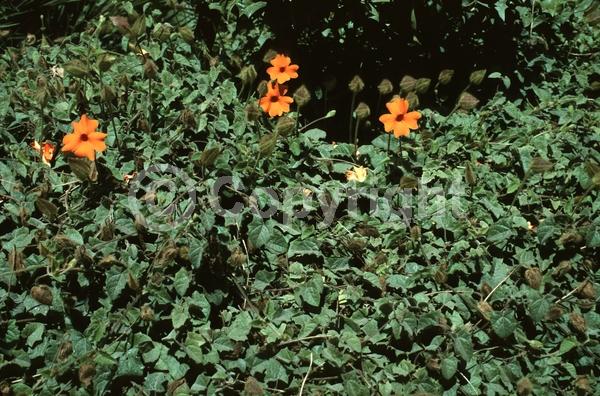 Orange blooms; Evergreen; Needles or needle-like leaf