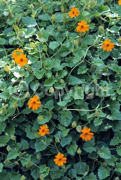 Orange blooms; Evergreen; Needles or needle-like leaf