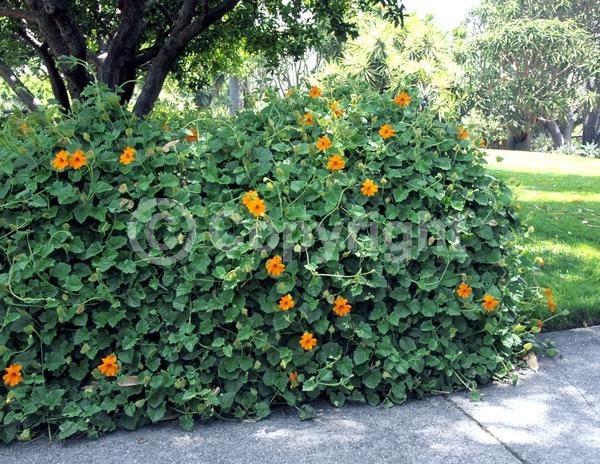 Orange blooms; Evergreen; Needles or needle-like leaf