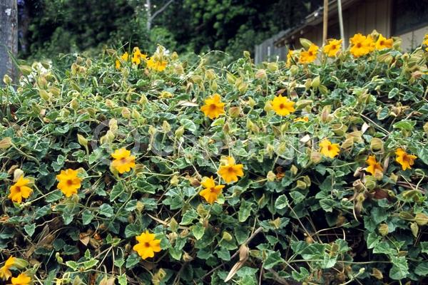 Orange blooms; Evergreen; Needles or needle-like leaf