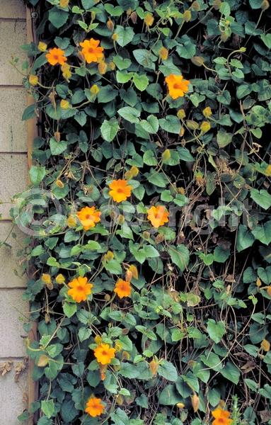 Orange blooms; Evergreen; Needles or needle-like leaf
