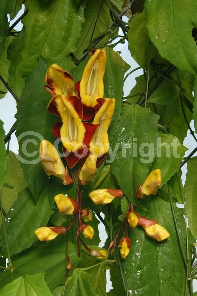 Red blooms; Yellow blooms; Purple blooms; Rust or bronze blooms; Evergreen; Broadleaf