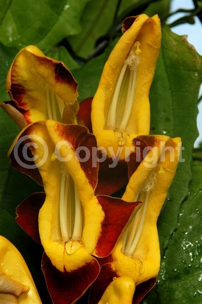 Red blooms; Yellow blooms; Purple blooms; Rust or bronze blooms; Evergreen; Broadleaf