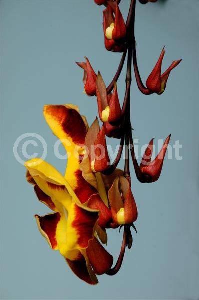 Red blooms; Yellow blooms; Purple blooms; Rust or bronze blooms; Evergreen; Broadleaf