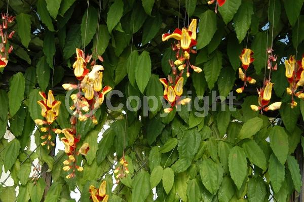 Red blooms; Yellow blooms; Purple blooms; Rust or bronze blooms; Evergreen; Broadleaf