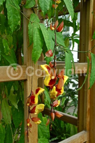 Red blooms; Yellow blooms; Purple blooms; Rust or bronze blooms; Evergreen; Broadleaf