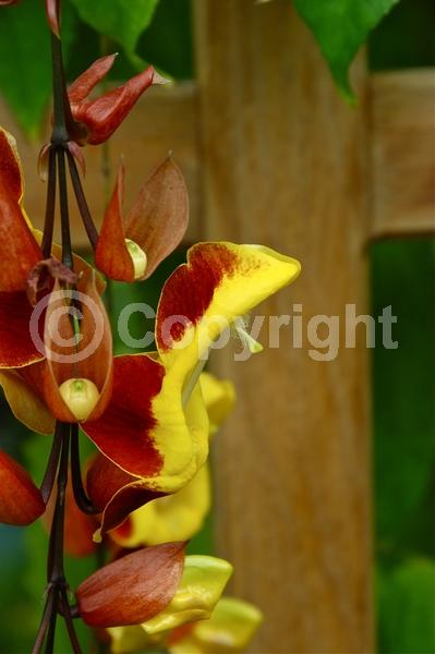 Red blooms; Yellow blooms; Purple blooms; Rust or bronze blooms; Evergreen; Broadleaf