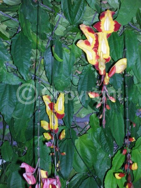 Red blooms; Yellow blooms; Purple blooms; Rust or bronze blooms; Evergreen; Broadleaf