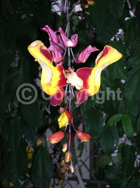 Red blooms; Yellow blooms; Purple blooms; Rust or bronze blooms; Evergreen; Broadleaf