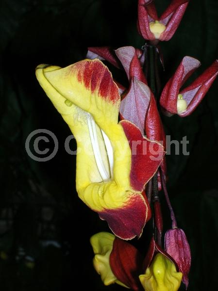 Red blooms; Yellow blooms; Purple blooms; Rust or bronze blooms; Evergreen; Broadleaf